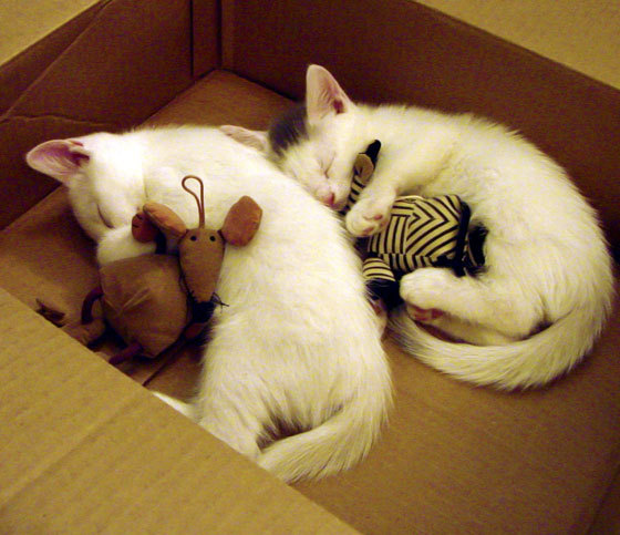 北京队鏖战湖人，德罗赞成为关键先生